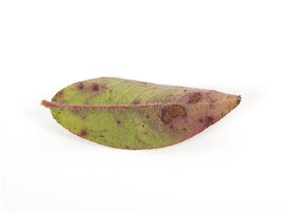 Laboratoire d'expertise et de diagnostic en phytoprotection - MAPAQ