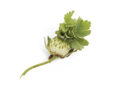 Laboratoire d'expertise et de diagnostic en phytoprotection – MAPAQ