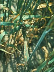 Laboratoire d'expertise et de diagnostic en phytoprotection - MAPAQ