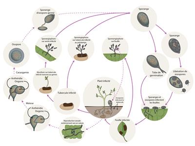 Laboratoire d'expertise et de diagnostic en phytoprotection – MAPAQ