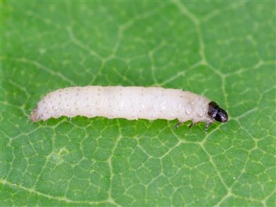 Laboratoire d'expertise et de diagnostic en phytoprotection - MAPAQ