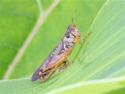 Laboratoire d'expertise et de diagnostic en phytoprotection - MAPAQ