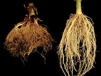 Laboratoire d'expertise et de diagnostic en phytoprotection - MAPAQ