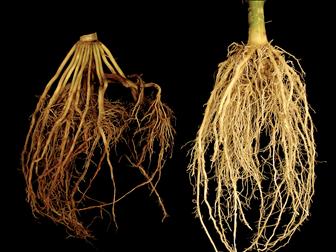 Laboratoire d'expertise et de diagnostic en phytoprotection - MAPAQ