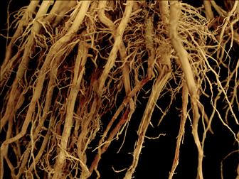 Laboratoire d'expertise et de diagnostic en phytoprotection - MAPAQ