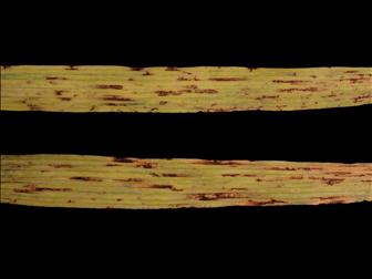 Laboratoire d'expertise et de diagnostic en phytoprotection - MAPAQ