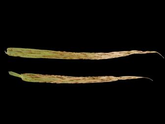 Laboratoire d'expertise et de diagnostic en phytoprotection - MAPAQ