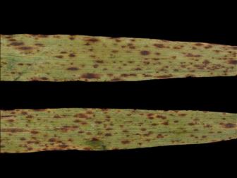 Laboratoire d'expertise et de diagnostic en phytoprotection - MAPAQ