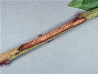 Laboratoire d'expertise et de diagnostic en phytoprotection - MAPAQ