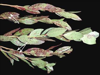 Laboratoire d'expertise et de diagnostic en phytoprotection - MAPAQ