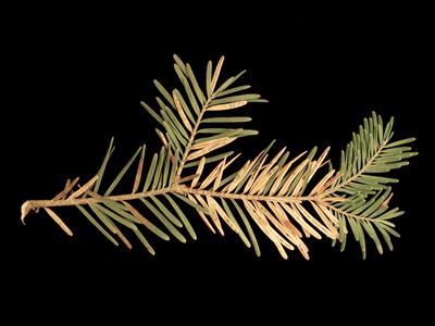 Laboratoire d'expertise et de diagnostic en phytoprotection - MAPAQ