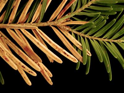 Laboratoire d'expertise et de diagnostic en phytoprotection - MAPAQ