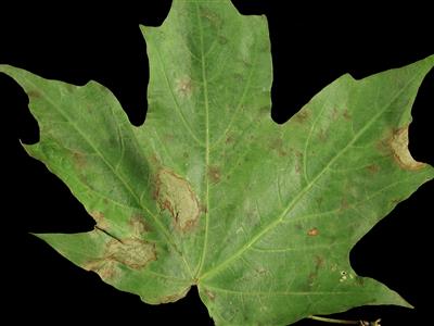 Laboratoire d'expertise et de diagnostic en phytoprotection - MAPAQ