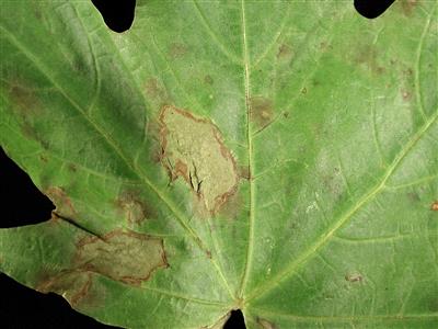 Laboratoire d'expertise et de diagnostic en phytoprotection - MAPAQ