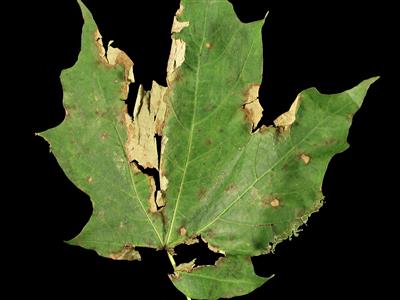 Laboratoire d'expertise et de diagnostic en phytoprotection - MAPAQ