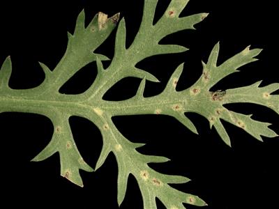 Laboratoire d'expertise et de diagnostic en phytoprotection - MAPAQ