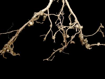 Laboratoire d'expertise et de diagnostic en phytoprotection - MAPAQ