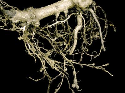 Laboratoire d'expertise et de diagnostic en phytoprotection - MAPAQ