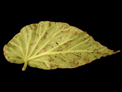 Laboratoire d'expertise et de diagnostic en phytoprotection - MAPAQ