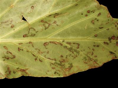 Laboratoire d'expertise et de diagnostic en phytoprotection - MAPAQ