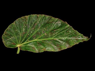 Laboratoire d'expertise et de diagnostic en phytoprotection - MAPAQ