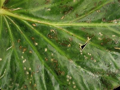 Laboratoire d'expertise et de diagnostic en phytoprotection - MAPAQ