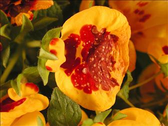 Laboratoire d'expertise et de diagnostic en phytoprotection - MAPAQ
