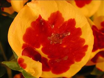 Laboratoire d'expertise et de diagnostic en phytoprotection - MAPAQ