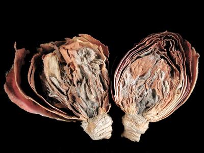 Laboratoire d'expertise et de diagnostic en phytoprotection - MAPAQ