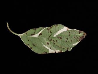 Laboratoire d'expertise et de diagnostic en phytoprotection - MAPAQ
