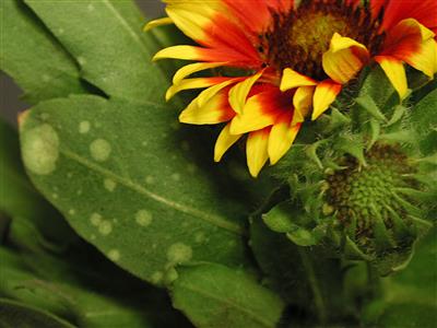 Laboratoire d'expertise et de diagnostic en phytoprotection - MAPAQ