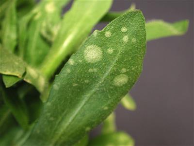 Laboratoire d'expertise et de diagnostic en phytoprotection - MAPAQ
