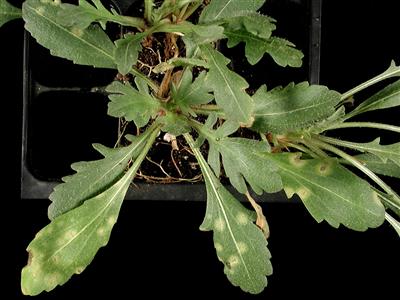 Laboratoire d'expertise et de diagnostic en phytoprotection - MAPAQ