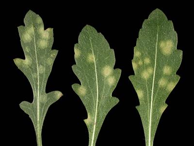 Laboratoire d'expertise et de diagnostic en phytoprotection - MAPAQ