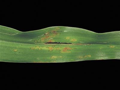 Laboratoire d'expertise et de diagnostic en phytoprotection - MAPAQ