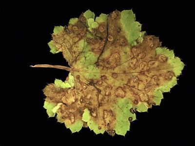 Laboratoire d'expertise et de diagnostic en phytoprotection - MAPAQ