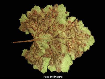 Laboratoire d'expertise et de diagnostic en phytoprotection - MAPAQ