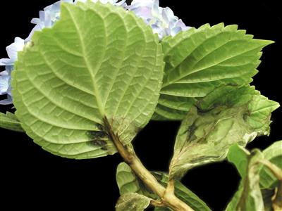 Laboratoire d'expertise et de diagnostic en phytoprotection - MAPAQ