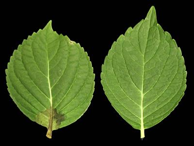 Laboratoire d'expertise et de diagnostic en phytoprotection - MAPAQ