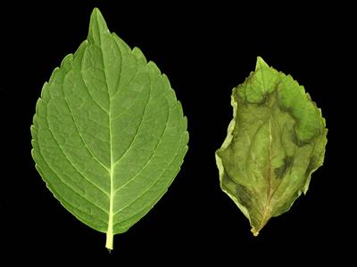 Laboratoire d'expertise et de diagnostic en phytoprotection - MAPAQ