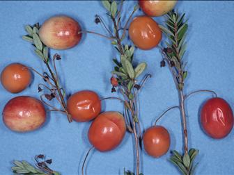 Laboratoire d'expertise et de diagnostic en phytoprotection - MAPAQ