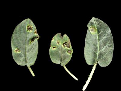 Laboratoire d'expertise et de diagnostic en phytoprotection - MAPAQ