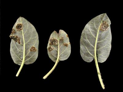 Laboratoire d'expertise et de diagnostic en phytoprotection - MAPAQ