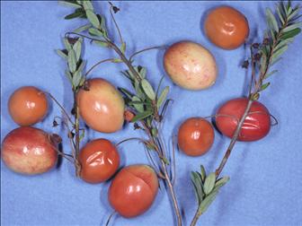 Laboratoire d'expertise et de diagnostic en phytoprotection - MAPAQ