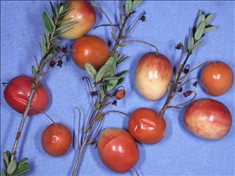 Laboratoire d'expertise et de diagnostic en phytoprotection - MAPAQ