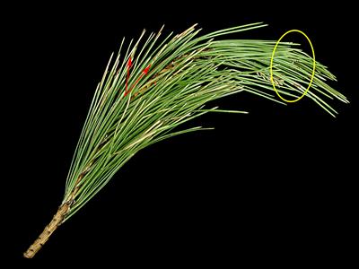 Laboratoire d'expertise et de diagnostic en phytoprotection - MAPAQ
