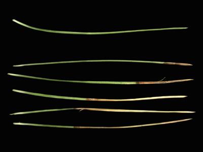 Laboratoire d'expertise et de diagnostic en phytoprotection - MAPAQ