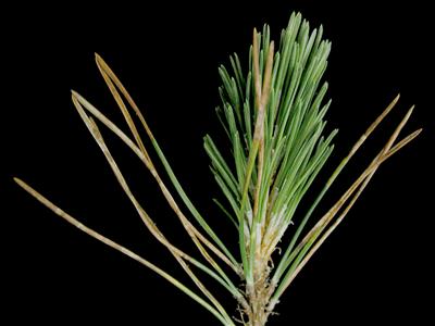 Laboratoire d'expertise et de diagnostic en phytoprotection - MAPAQ