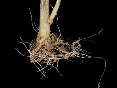 Laboratoire d'expertise et de diagnostic en phytoprotection - MAPAQ