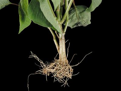 Laboratoire d'expertise et de diagnostic en phytoprotection - MAPAQ
